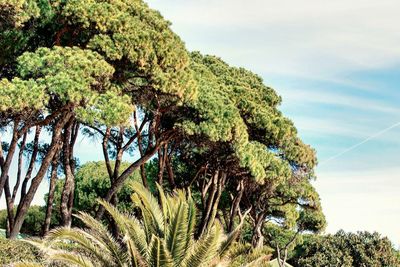 Scenic view of trees against sky