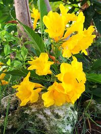 Close-up of yellow flowers blooming outdoors