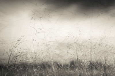 Close-up of grass on field against sky