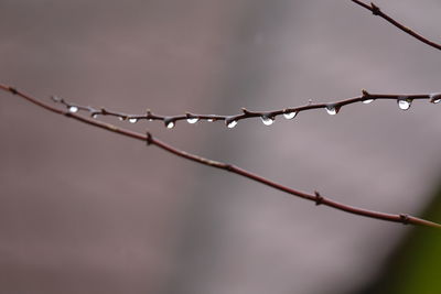 Close-up of water drops on branch