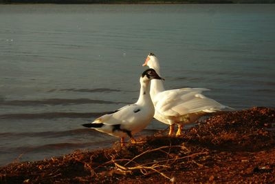 Bird flying over lake