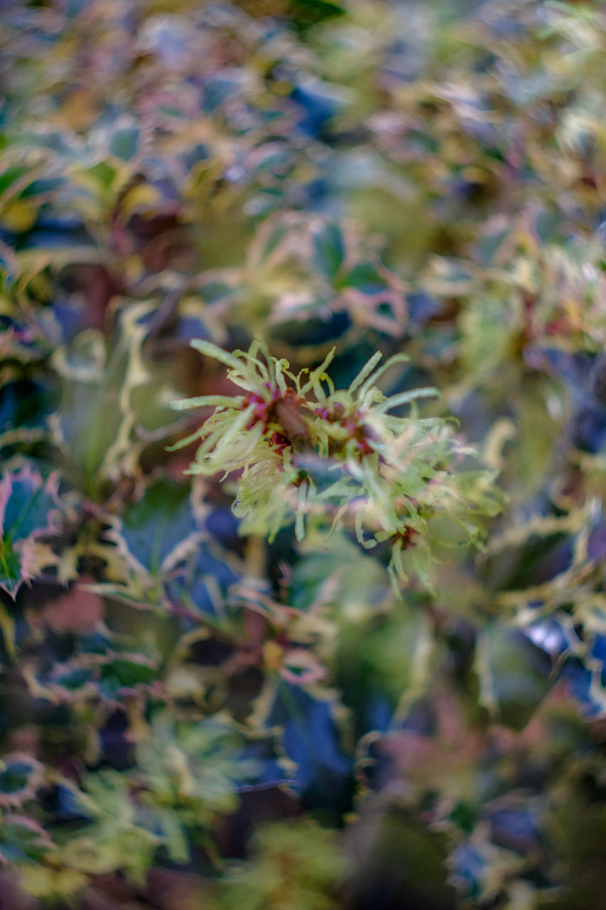 flower, growth, freshness, fragility, close-up, plant, focus on foreground, beauty in nature, nature, selective focus, flower head, blooming, stem, petal, day, outdoors, botany, in bloom, no people, leaf