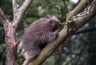 Porcupine climber in north america