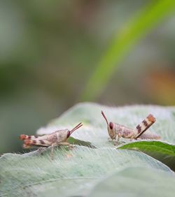 Close-up of insect perching on plant