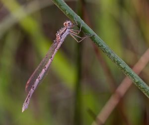 Close-up of damselfly on leaf