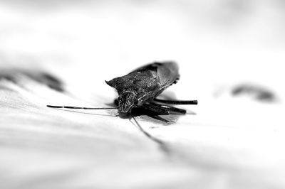 Close-up of insect on leaf