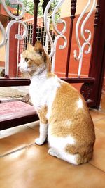 Cat sitting on tiled floor
