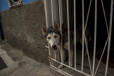 Portrait of dog standing on metal