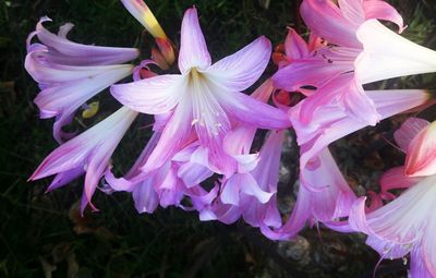 Close-up of pink flowers blooming outdoors