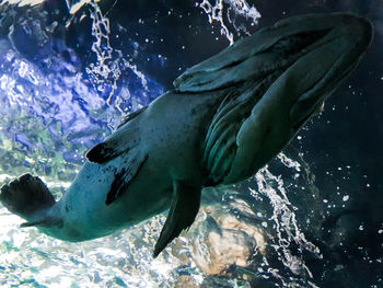 Fish swimming in sea