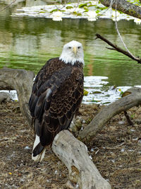 Close-up of bald eagle perching on wood