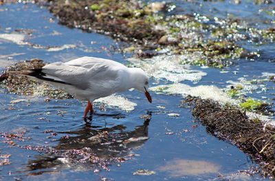 Seagulls on the beach