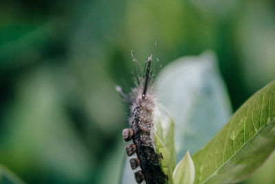 Close-up of insect on plant