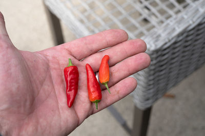 Male hand holds vibrant red chili peppers that are organic and fresh picked and waiting to be eaten