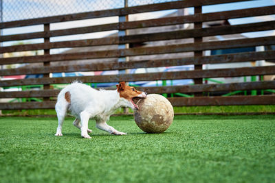 Dog play with football ball on green grass