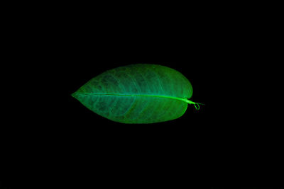 Close-up of green leaf over black background