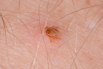 Close-up of spider on web