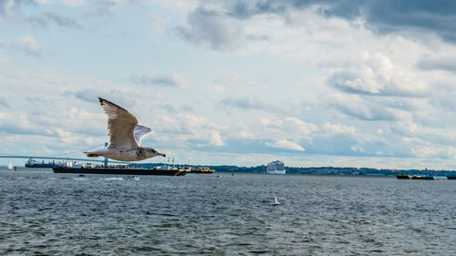 View of seagulls on sea against sky