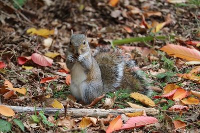 Squirrel on autumn leaves