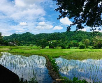 Scenic view of field by lake against sky