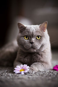 Close-up of cat by flower