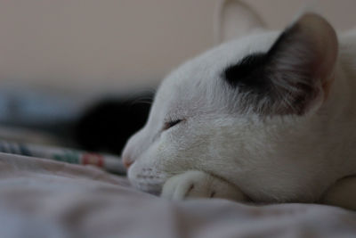 Close-up of cat sleeping on bed at home