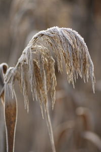 Close-up of dry reeds during winter