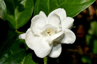 Close-up of white flowering plant