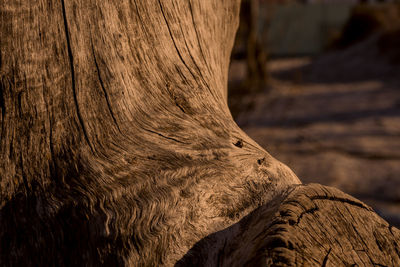 Close-up of a tree trunk