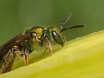 Close-up of spider