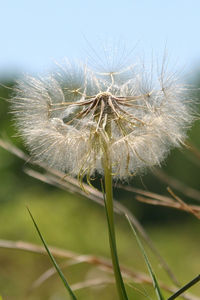 Close-up of dandelion flower