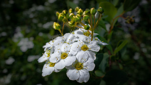 Close-up of white flowering plant