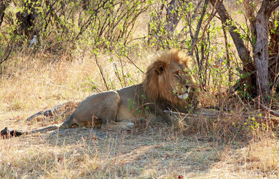 Lion resting under a tree