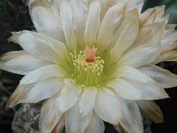 Close-up of white flower