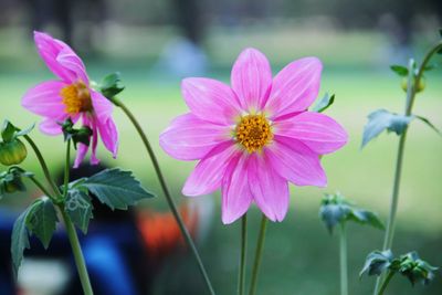 Close-up of pink flowers blooming outdoors