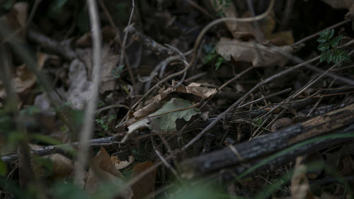 High angle view of dry leaves on field