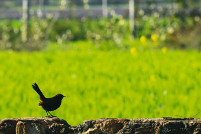 Bird perching on a field