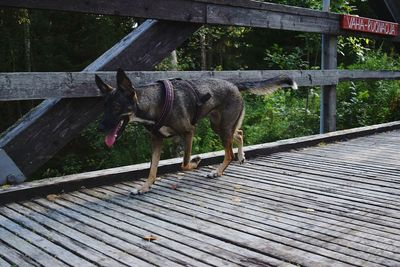Close-up of goat on wooden floor