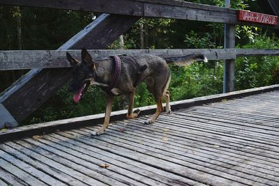 Side view of dog walking next to railing