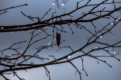 Low angle view of bird on branch against sky