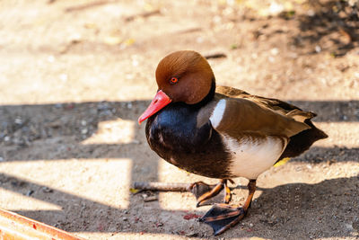 High angle view of bird on field