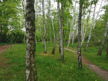 Trees in forest