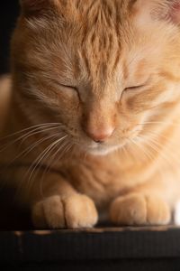 Close-up of a cat