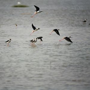 Birds in water