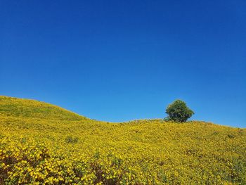 Yellow flowering plants on field against clear blue sky