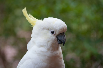 Close-up portrait of sulphur crested cockatoo