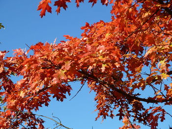 Low angle view of tree against sky