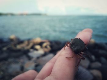 Close-up of hand holding crab by sea against sky