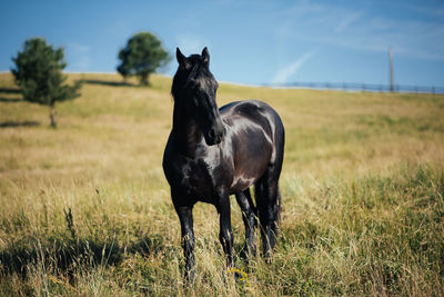 Horse standing on field against sky