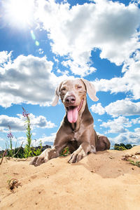 View of a dog on the ground